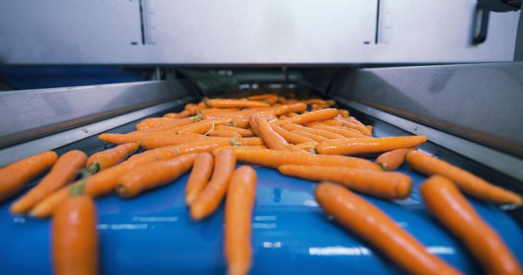 Fresh vegetables on conveyor belt being transported in food processing plant and selected by its size.